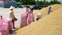 Mục tiêu xuất khẩu gạo 2013 có thể khó đạt do bị hủy một số hợp đồng