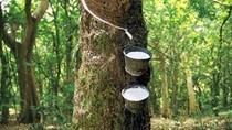 Dự kiến giá cao su châu Á sẽ tăng hơn nữa trong tuần tới