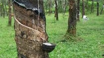 Thái Lan đề xuất tiếp tục giảm xuất khẩu cao su thêm 1 năm