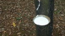 Giá cao su Thái Lan tăng do hạn hán làm giảm nguồn cung mủ cao su