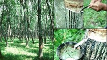 Thị trường cao su châu Á ngày 22/8: giá cao su giảm xuống mức thấp trong nhiều năm