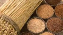 Thị trường ngũ cốc thế giới ngày 20/9: Giá lúa mì kỳ hạn tăng mạnh nhất trong 3 tuần