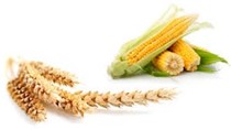 Giá ngô, lúa mì giảm, đậu tương ổn định do thời tiết ở Mỹ ấm