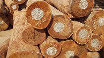 Kim ngạch nhập khẩu gỗ và sản phẩm gỗ năm 2009 giảm 17,6%