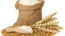 Thị trường NL TĂCN thế giới ngày 30/4: giá lúa mì giảm 2%