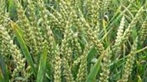 Giá lúa mì giảm do triển vọng nguồn cung