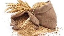 Sản lượng lúa mì Ấn Độ niên vụ 2015/16 sẽ giảm mạnh nhất trong 12 năm qua