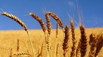 Thị trường NL TĂCN thế giới ngày 15/4: Giá lúa mì thấp nhất 1 tháng