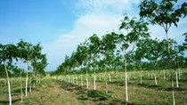 Ngành hàng cao su trong nước quí 4/2010 và dự báo quí 1/2011