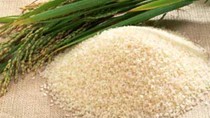 Xuất khẩu gạo quí I nhìn đến vụ lúa Hè thu