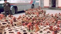 Tình hình nhập khẩu gia súc, gia cầm, sản phẩm thịt