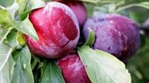 Tăng nhập khẩu rau quả từ thị trường Thái Lan