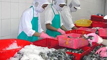 Sản lượng thủy sản khai thác 8 tháng 2014 tăng 4%