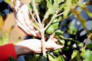 dành 22.000 tỷ đồng trồng cây mắc ca