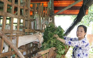Tiếc ruộng khoai bỏ hoang, vợ ông Quang cắt dây khoai vào cho đàn dê ăn. Ảnh: Cửu Long