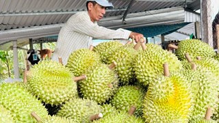 14/7: Sắp diễn ra Hội thảo Sầu riêng châu Á lần thứ 2