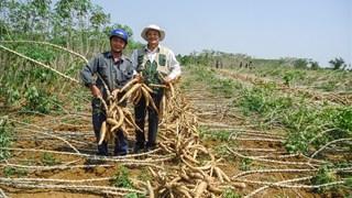Xăng sinh học E10 mở ra cơ hội tiêu thụ bền vững cho ngành sắn