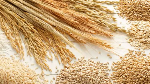 Báo cáo tháng 11/2020 của USDA về thị trường ngũ cốc thế giới
