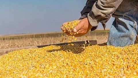 Nhập khẩu ngô của Việt Nam 6 tháng đầu năm 2026: Lượng và kim ngạch tăng mạnh