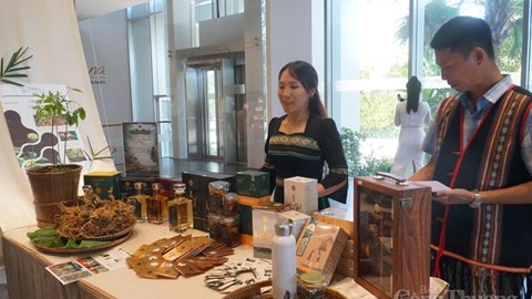 Đà Nẵng: Xúc tiến thương mại sâm Ngọc Linh gắn với du lịch