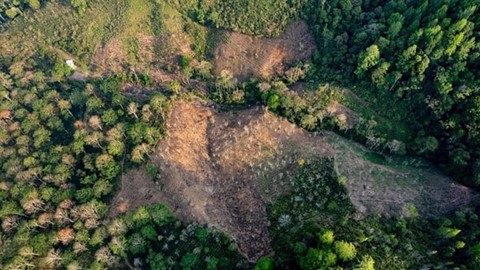 Nghị viện châu Âu ủng hộ hoãn luật chống phá rừng thêm một năm