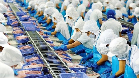 Ấn Độ dẫn đầu thị phần nhập khẩu thuỷ sản của Việt Nam trong 8 tháng đầu năm 2026