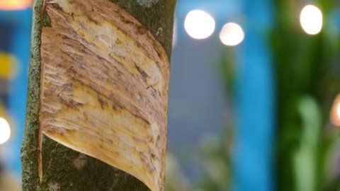 TT cao su châu Á ngày 4/7: Giá tại Nhật Bản tăng tuần thứ ba liên tiếp