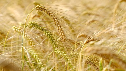 Diễn biến giá nông sản thế giới hôm nay 29/4/2026