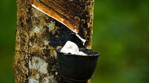 TT cao su châu Á ngày 14/4: Khai thác mủ cao su có khả năng bị gián đoạn