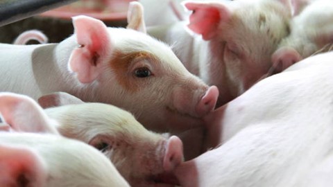 Giá heo hơi hôm nay 13/3: Thị trường biến động trái chiều