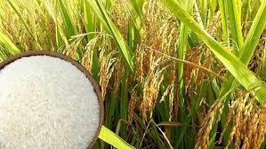 Thị trường lúa gạo ngày 27/2: Giá lúa tăng 100 đồng/kg
