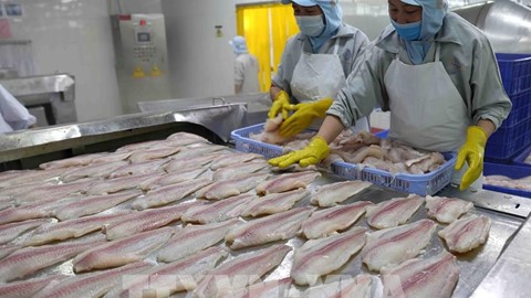Doanh nghiệp Đài Loan tìm mua dứa đóng lon, cá ba sa, khoai môn và cải bắp tươi