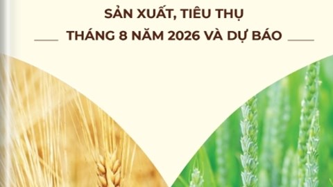 Thông tin mặt hàng gạo - sản xuất, tiêu thụ tháng 8 năm 2026 và dự báo