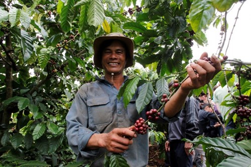 Mô hình canh tác cà phê thông minh ở Việt Nam, với việc cải thiện việc sử dụng phân bón và nước tưới, có thể làm giảm đáng kể tác động của sản xuất cà phê đối với biến đổi khí hậu. Ảnh: IDH