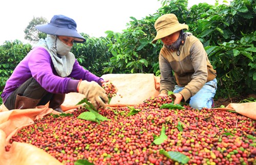 Cà phê ảnh hưởng trực tiếp đến nguồn thu nhập của đại đa số người dân sinh sống trên địa bàn tỉnh Đắk Lắk. Ảnh: Quang Yên.