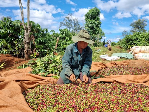 Người  trồng cà phê đang ngày càng chú trọng đến chất lượng để nâng cao giá trị. Ảnh: Tuấn Anh.