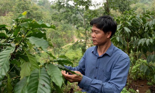 Một người dân đang chăm sóc cà phê tại tỉnh Lâm Đồng. Ảnh: WP.
