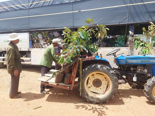 Nông dân Việt Nam nhận cây giống trong Dự án 'Canh tác cà phê bền vững theo mô hình nông lâm kết hợp' khởi động vào tháng 6/2023. Ảnh: Nestlé.