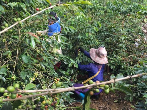 Nhà nước ta đã sử dụng quyền hạn và thể chế chính sách để cung cấp tín hiệu cho nông dân, đồng thời đề ra mục tiêu để duy trì tốc độ phát triển ngành cà phê