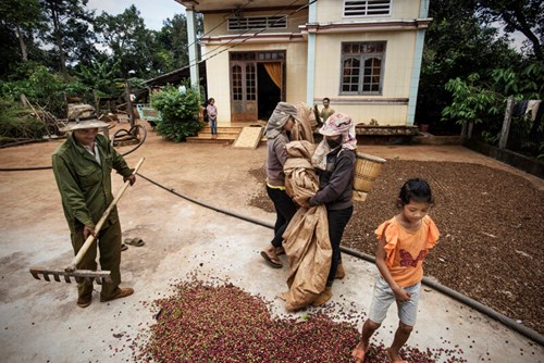 Từ những năm 1980, năng suất từ hệ thống nông xã tuột dốc, nên nhà nước ta đã bắt đầu một lộ trình bãi bỏ quy định từng bước và tự do hóa ngành cà phê