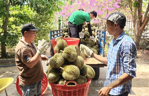 Việt Nam có hơn 700 vùng trồng sầu riêng xuất khẩu sang Trung Quốc- Ảnh 2.