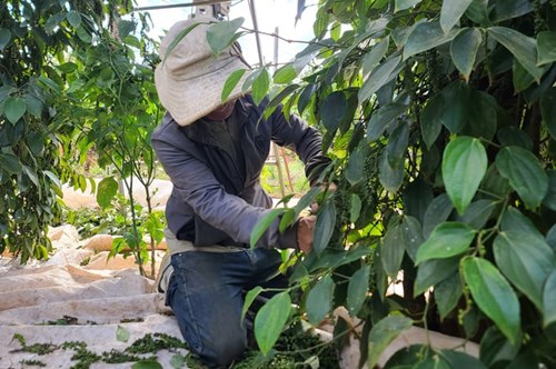 Hồ tiêu vẫn là cây trồng chủ lực tại Đắk Lắk, do đó ngành nông nghiệp khuyến kích người dân chăm sóc vườn để nâng cao năng suất. Ảnh: Quang Yên.
