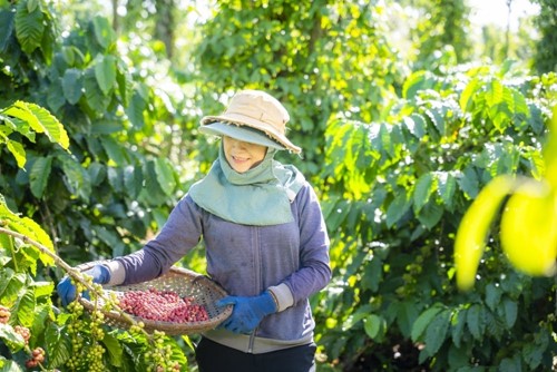 Cà phê Việt Nam không chỉ là một sản phẩm nông nghiệp quan trọng mà còn là niềm tự hào của đất nước trên bản đồ thế giới. Ảnh: Nghi Lộc.