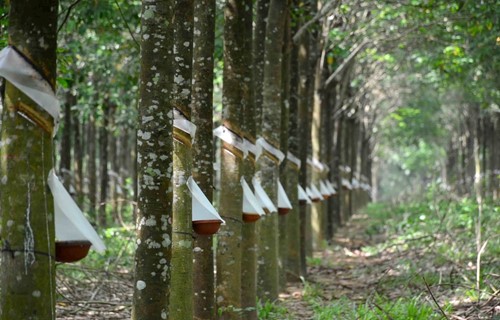 Một vườn cao su của Donaruco. Ảnh: Sơn Trang.