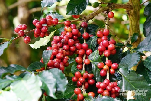Mỗi năm EU chi 15 tỷ USD nhập khẩu cà phê. Ảnh: Nguyễn Thủy.