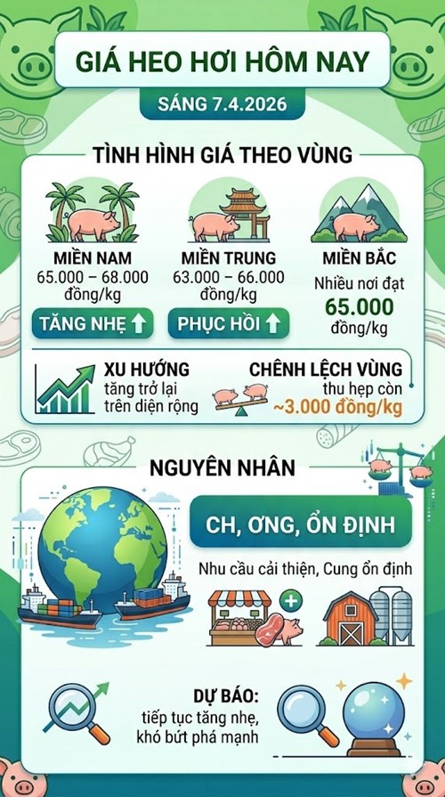 Giá heo hơi hôm nay 7.4: Tăng trở lại, miền Bắc dẫn đầu - ảnh 3