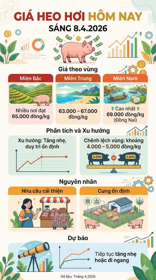 Giá heo hơi hôm nay 8.4: Tăng nhẹ, giữ mặt bằng cao - ảnh 3