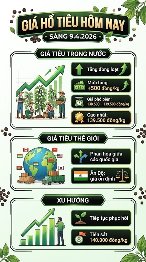 Giá hồ tiêu hôm nay 9.4: Tăng đồng loạt, thị trường khởi sắc - ảnh 3