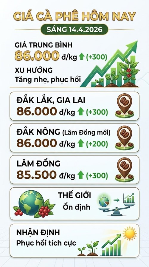 Giá cà phê hôm nay 14.4: Nhích lên sau giai đoạn ổn định - ảnh 3