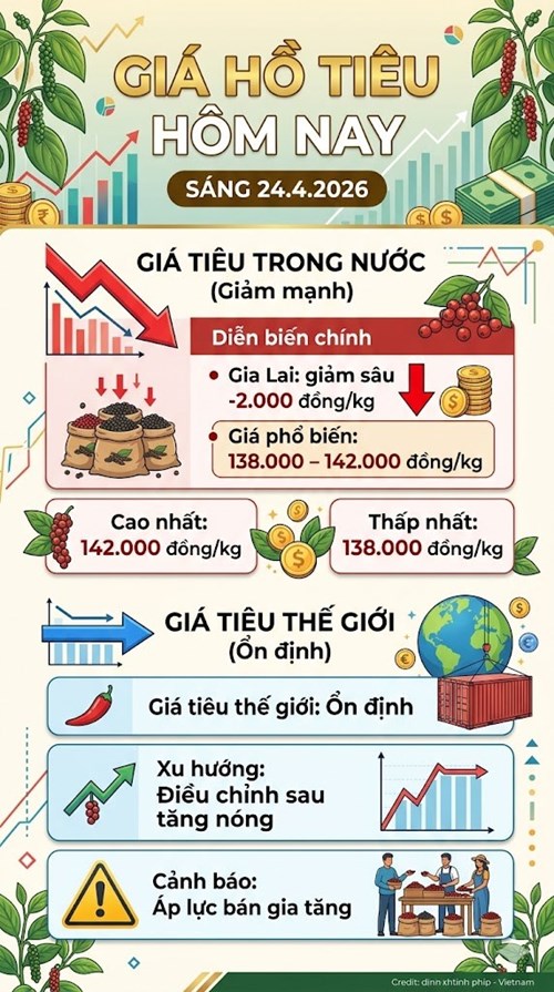 Giá hồ tiêu hôm nay 24.4: lao dốc cục bộ, thị trường phân hóa mạnh - ảnh 3